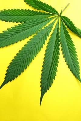 DUI Myth of the Month – The Curious Case of Marijuana DUI